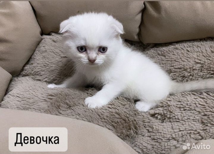 Шотландская