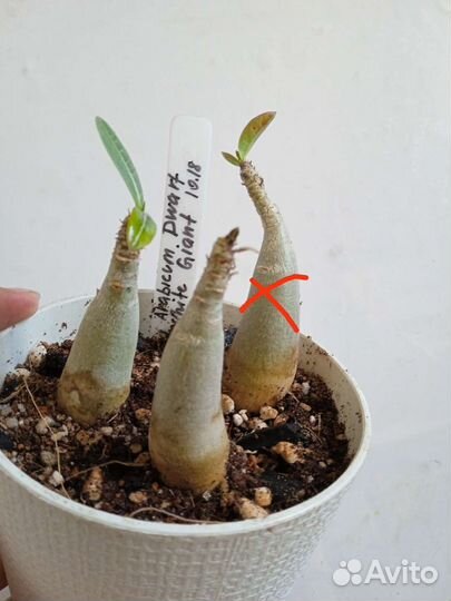 Адениумы сортовые, обесум, арабикум, сокотранум