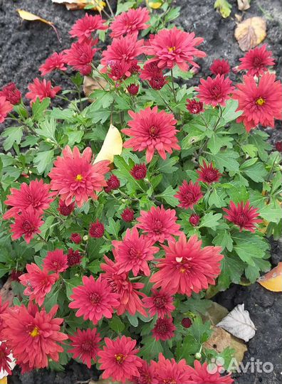 Хризантемы