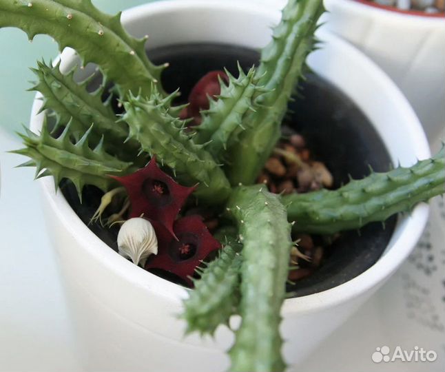 Кактус гуэрния цветет