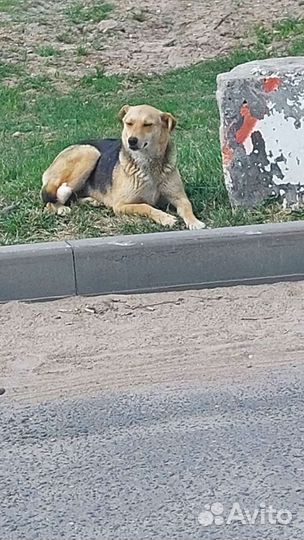 Собака Найда в добрые руки