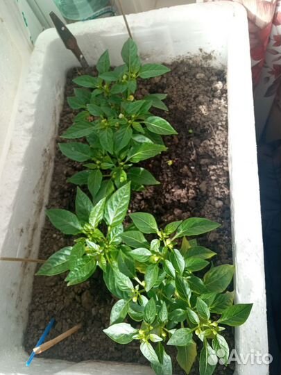 Комнатный перец чили