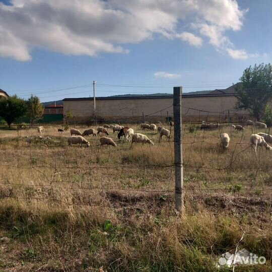 Продаются бараны, овцы
