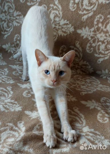 Кот Марсик ищет дом