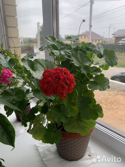 Пеларгония герань