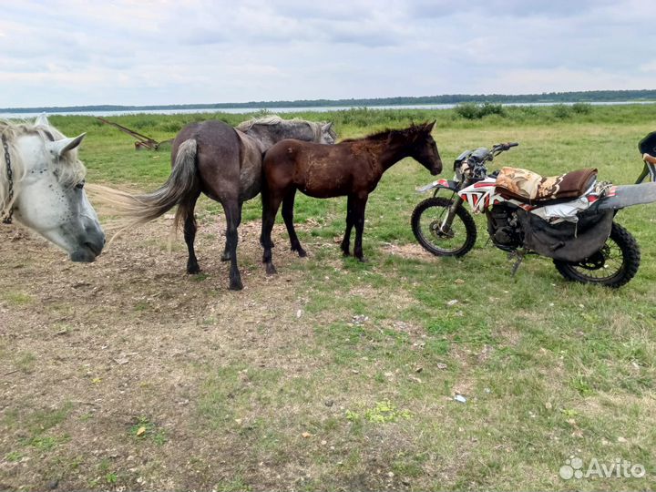 Продам лошадей