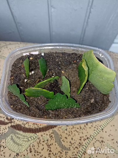 Каланхое Каландива махровый