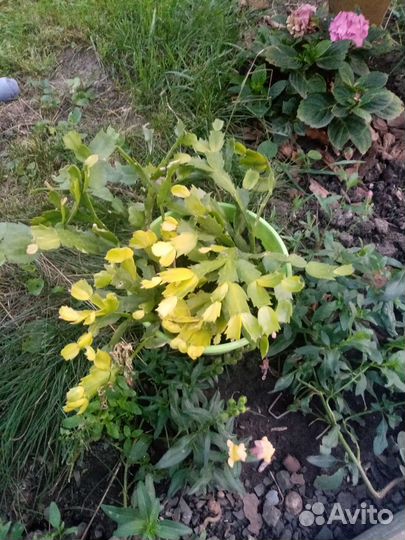 Хлорофитум, декабрист