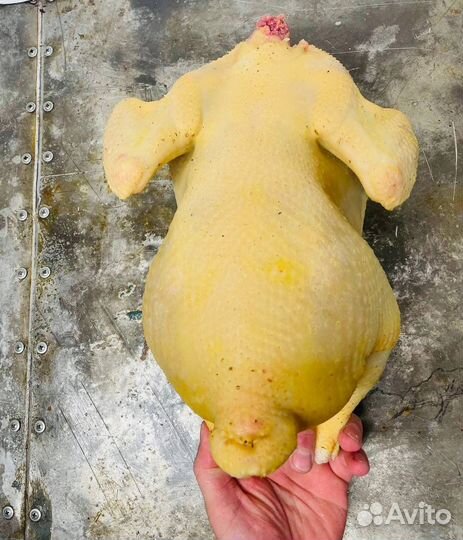 Бройлер домашний