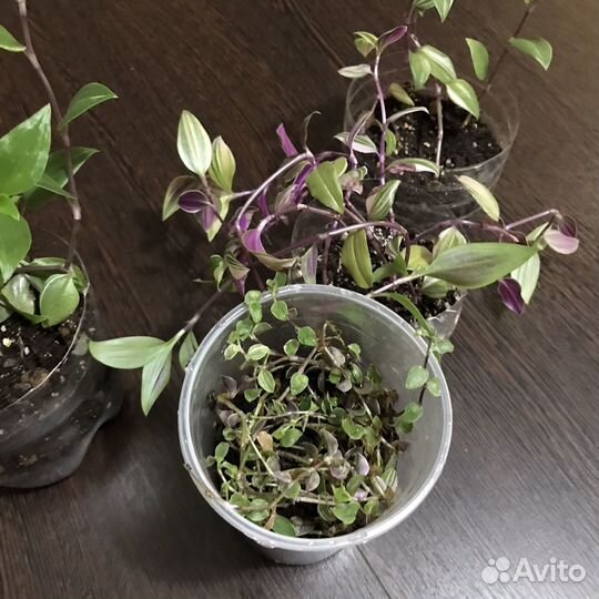 Каллизия Бьянка Традесканция Триколор бесплатно