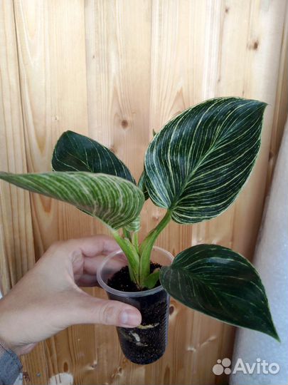 Филодендрон Биркин