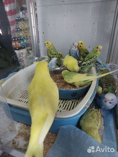 Птенцы волнистый попугай