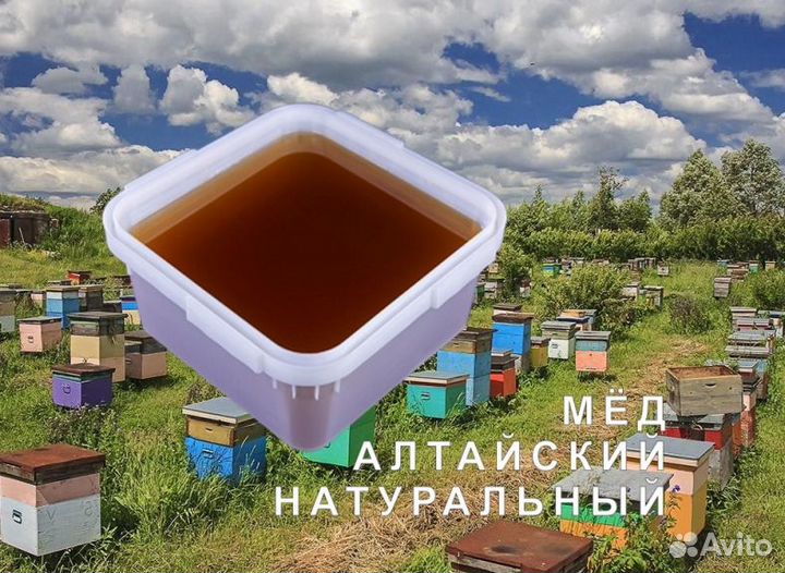 Мед натуральный из Алтая оптом