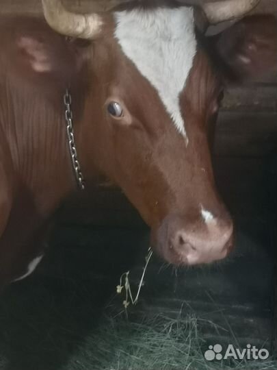 Молоко коровье домашнее