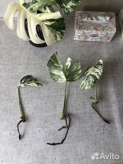 Монстера Альба