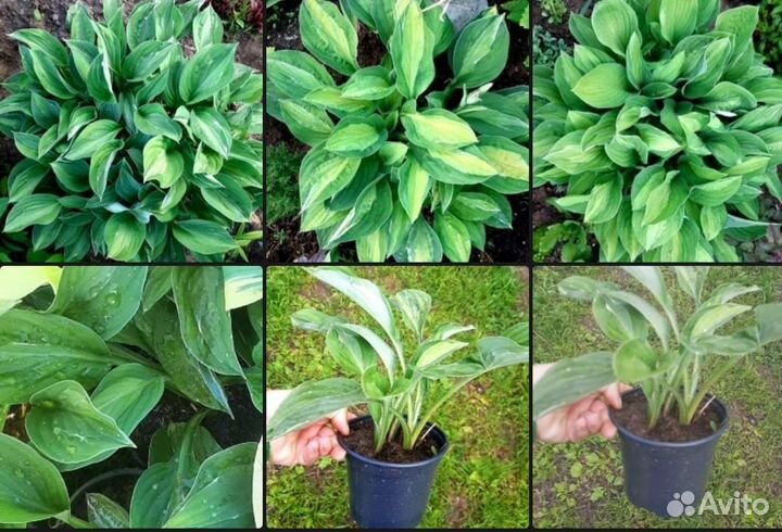 Хоста в ассортименте