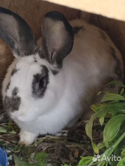 Кролики мясных пород великаны