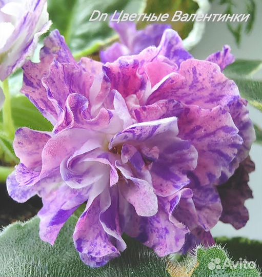 Сенполии цветущие