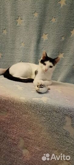 Котёнок мальчик