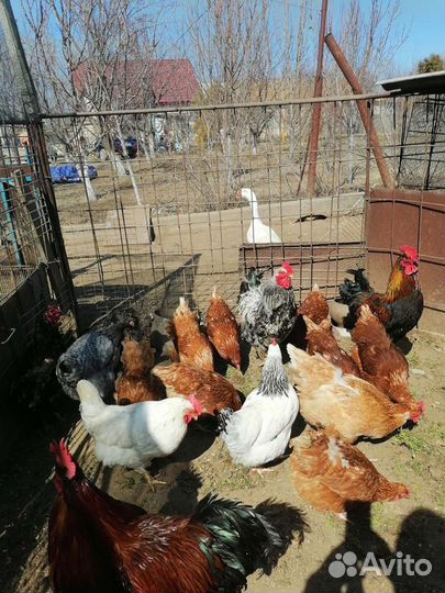 Цыплята Бройлер. Цесарята. Утята,Муларды. Гусята