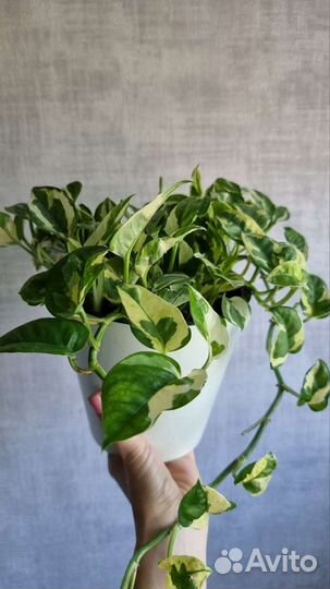 Сциндаптус Джой большой