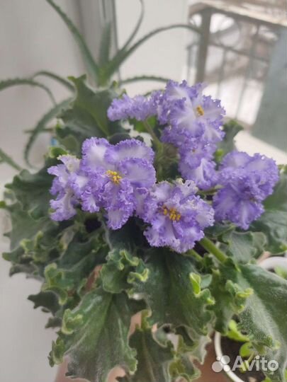 Детки сортовых фиалок