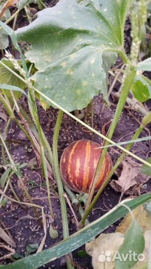 Дыни дедушки Хо Шемина