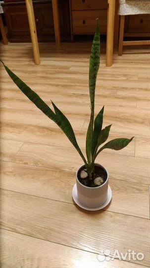 Домашние цветы