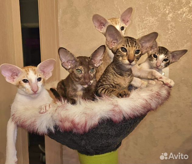 Ориентальные котята