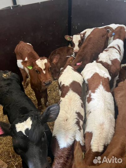Телята бычки доставка