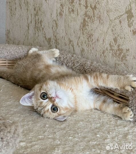 Шотландский котёнок читаем