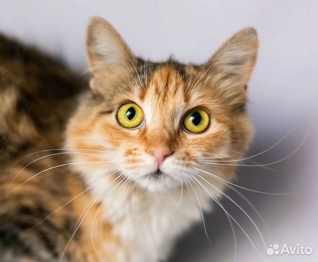 Молодая кошечка Марта