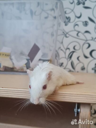 Отдам бесплатно декоративную крыса