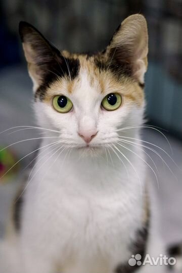 Милая Адель (кошка, около года)