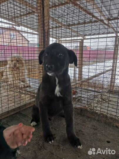 Пристройство Щенков