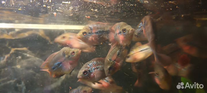 Фловер хорны