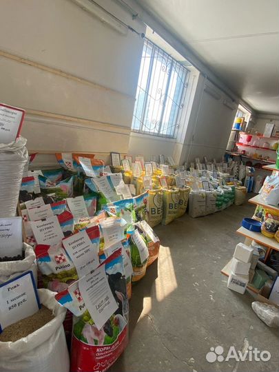 Семена красного клевера