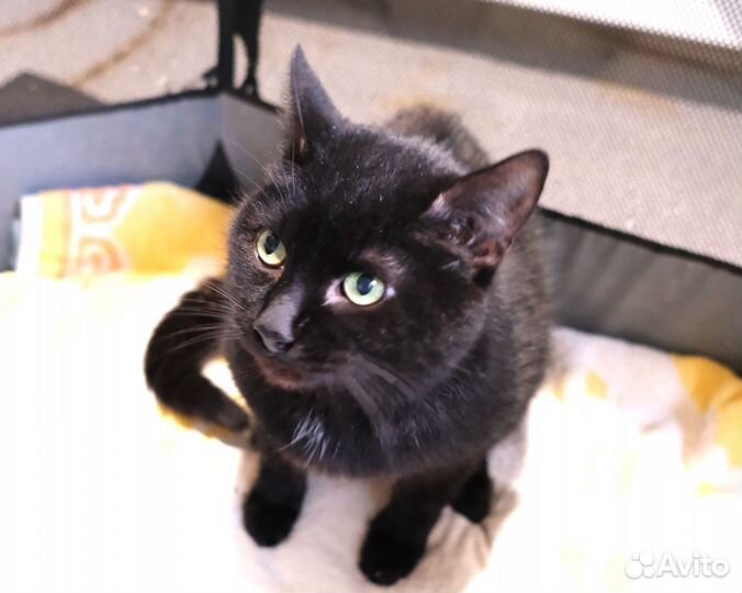 Чёрный трогательный Котя