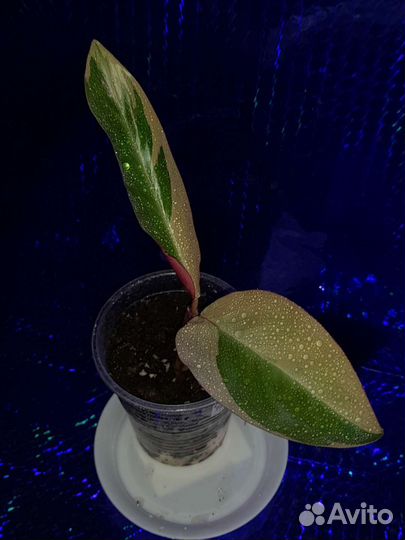 Калатея,маранта,ктенанта,эпипремнум