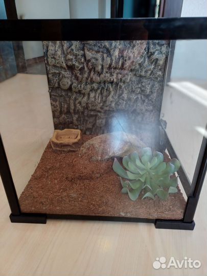 Террариум для рептилий бу