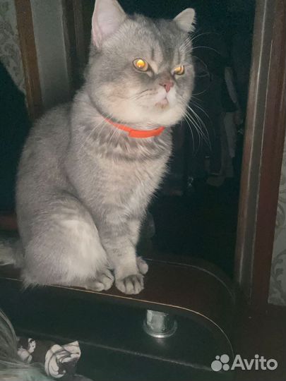 Британский кот на вязку