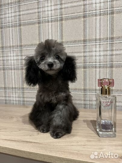 Пудель Тедди Китай Серебро девочка