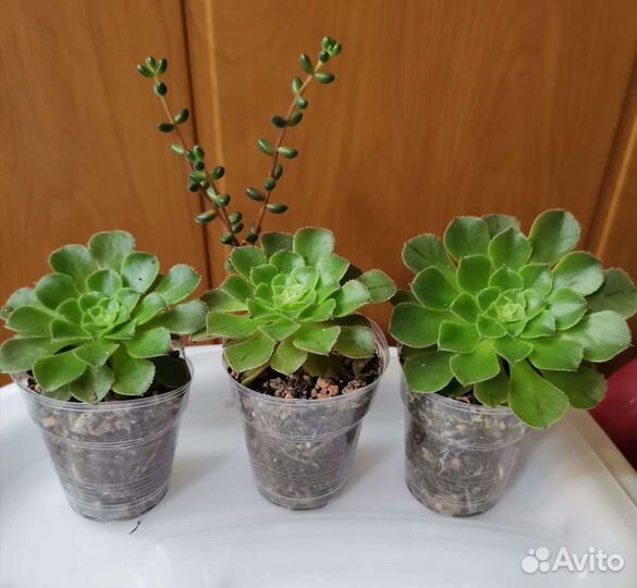 Суккуленты почтой часть 2 из 9