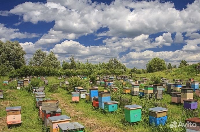 Мед из Алтая опт