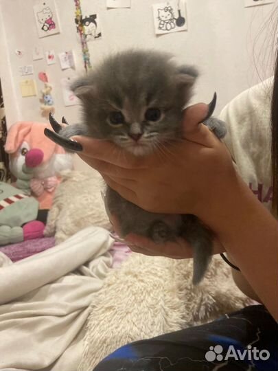 Британская кошка в дар