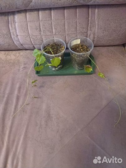 Родохитон комнатный