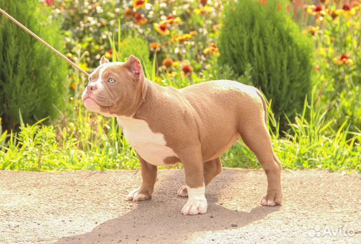 Американский булли покет