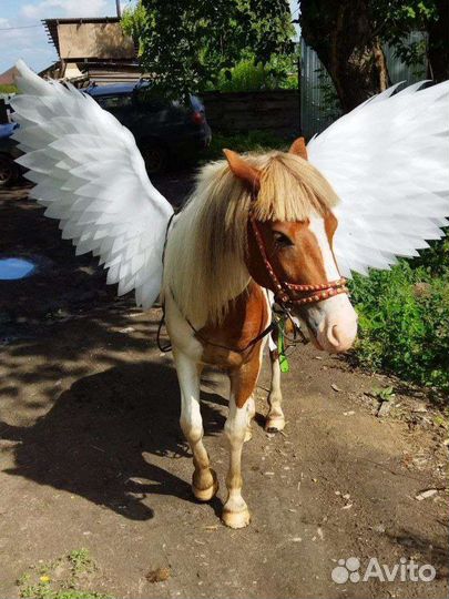 Амуниция для пони для лошади крылья