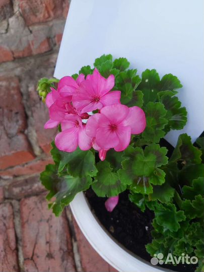 Пеларгония герань