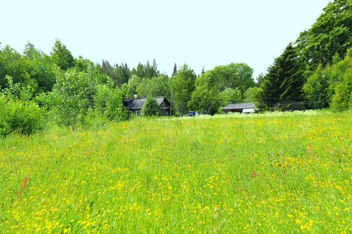 Участок 50 сот. (ИЖС)